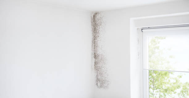 Best Airborne Mold Testing  in Hilton, NY
