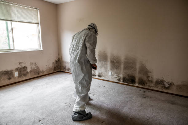 Professional Mold Removal in Hilton, NY